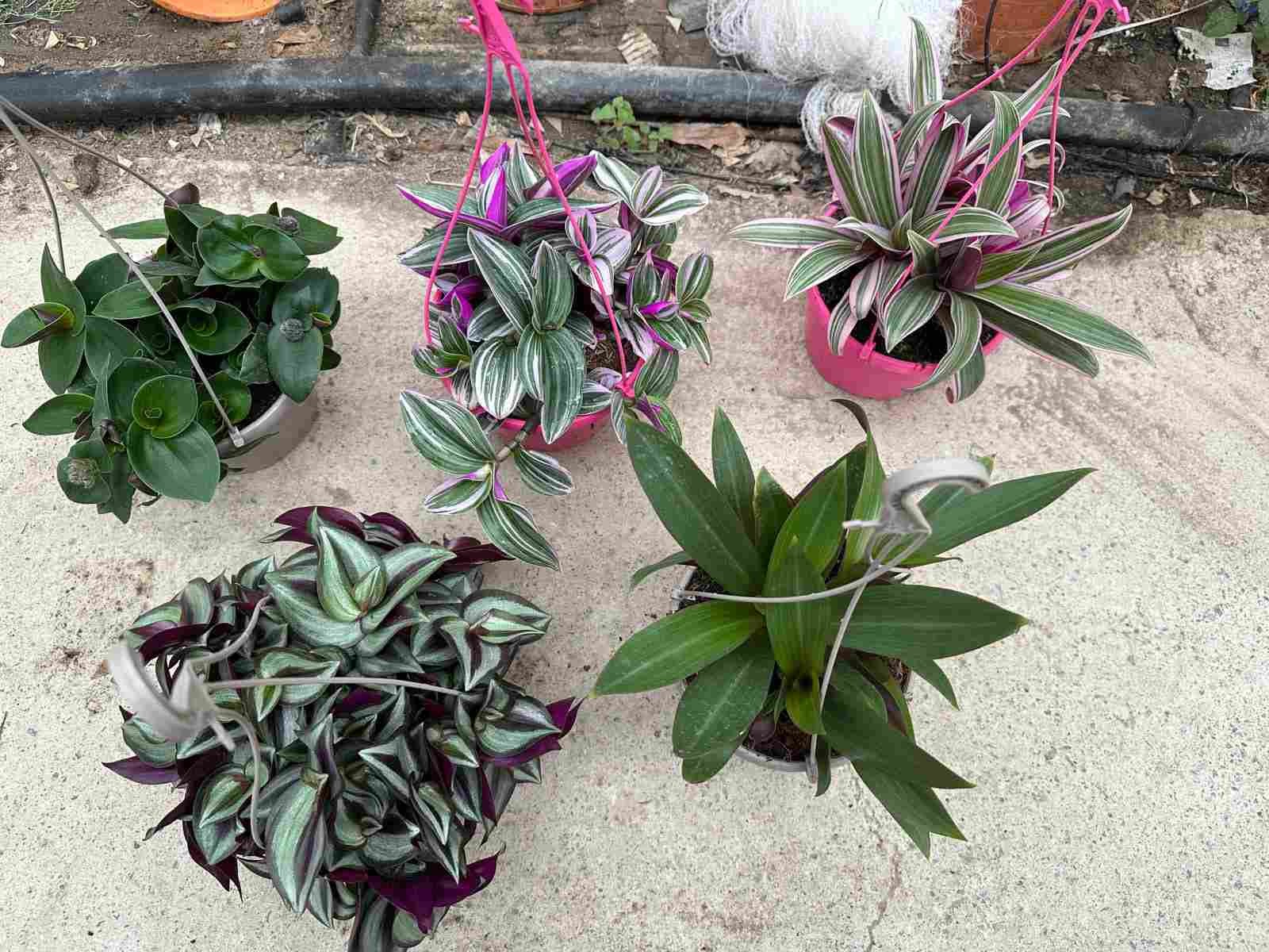 TRADESCANTIA  T15 MIX