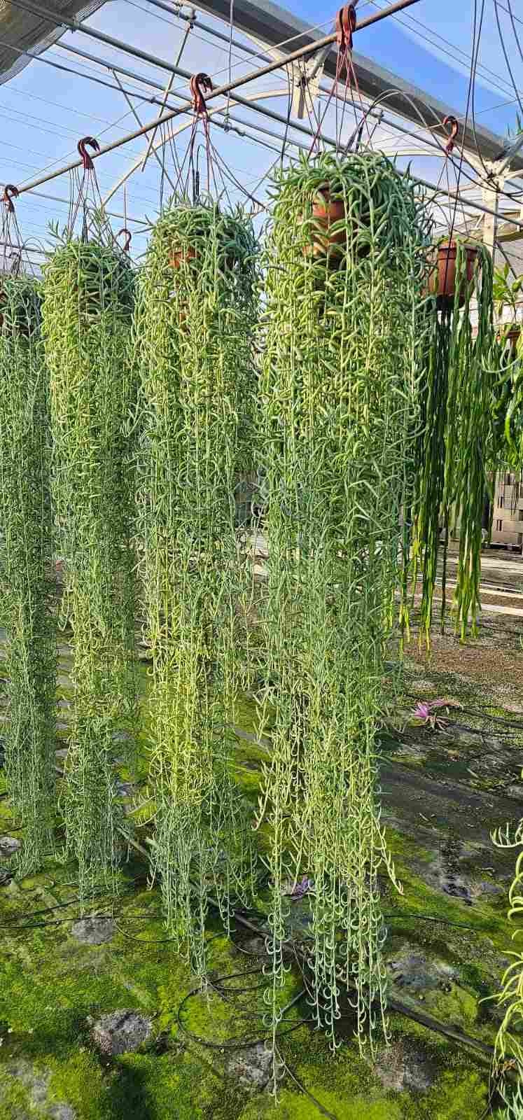 SENECIO  PENJAR  M20  Extra colgantes