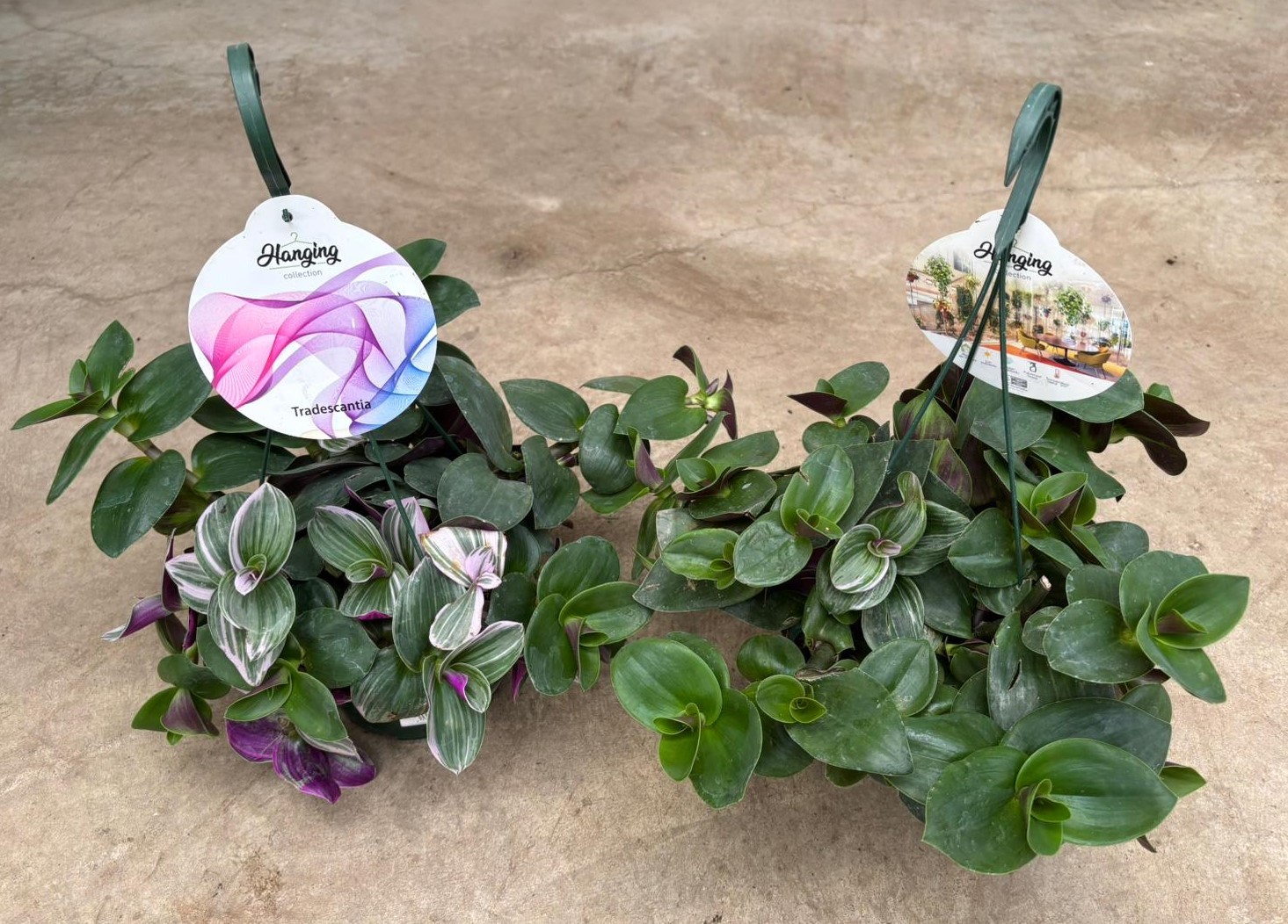 TRADESCANTIA  T15 ZEBRINA PINK
