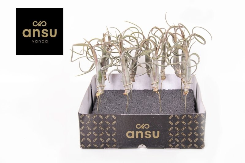 TILLANDSIA SUELTA INTERMEDIA