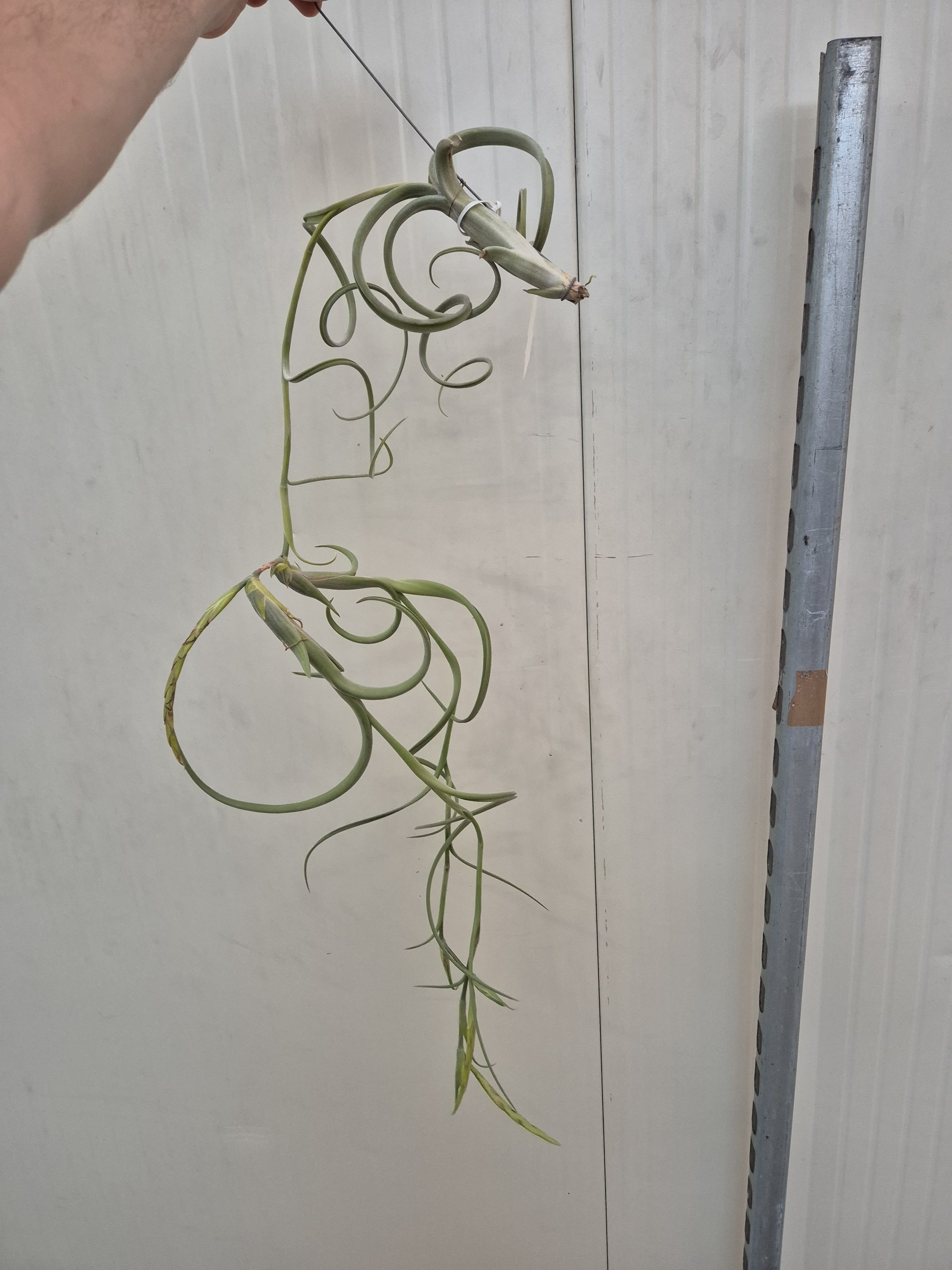 TILLANDSIA SUELTA INTERMEDIA XXL JUMBO