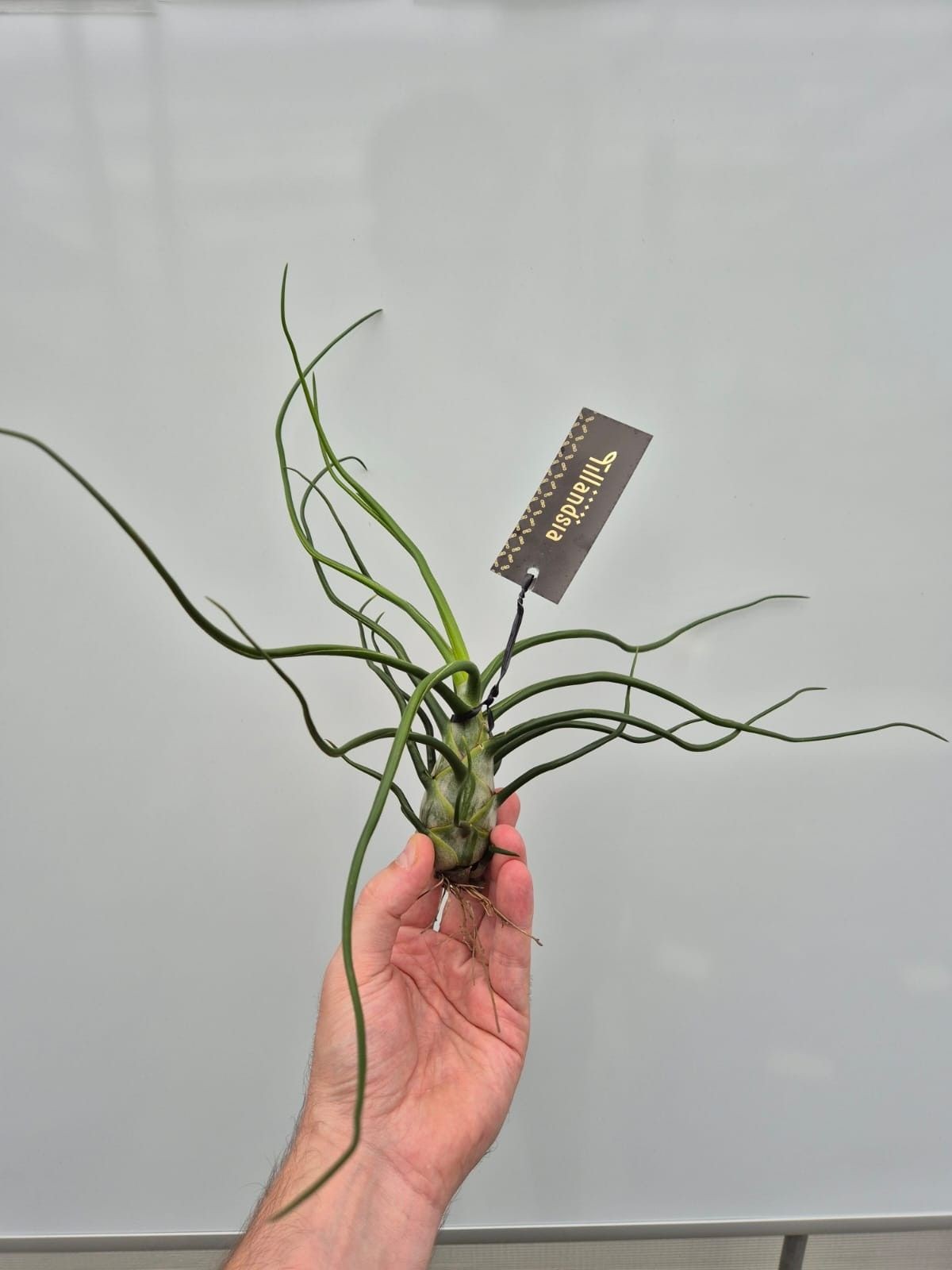 TILLANDSIA SUELTA BULBOSA GIGANT