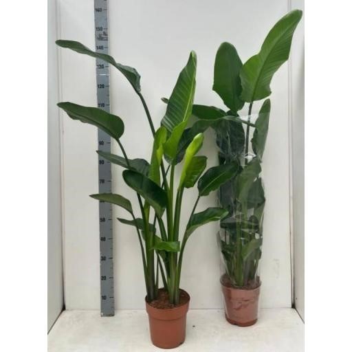 STRELITZIA NICOLAI  M22-150cm 3 plantes