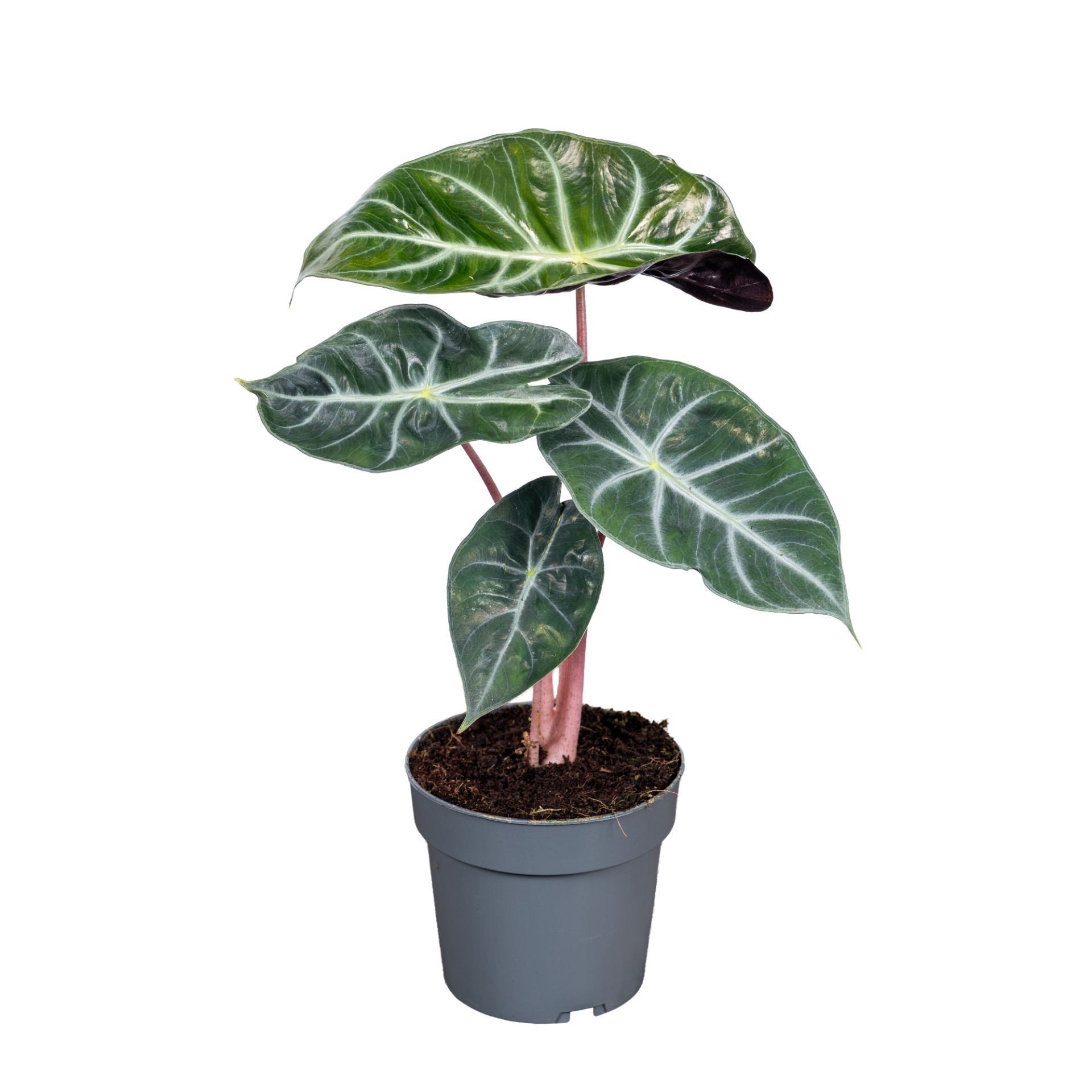 ALOCASIA  M14 PINK DRAGON