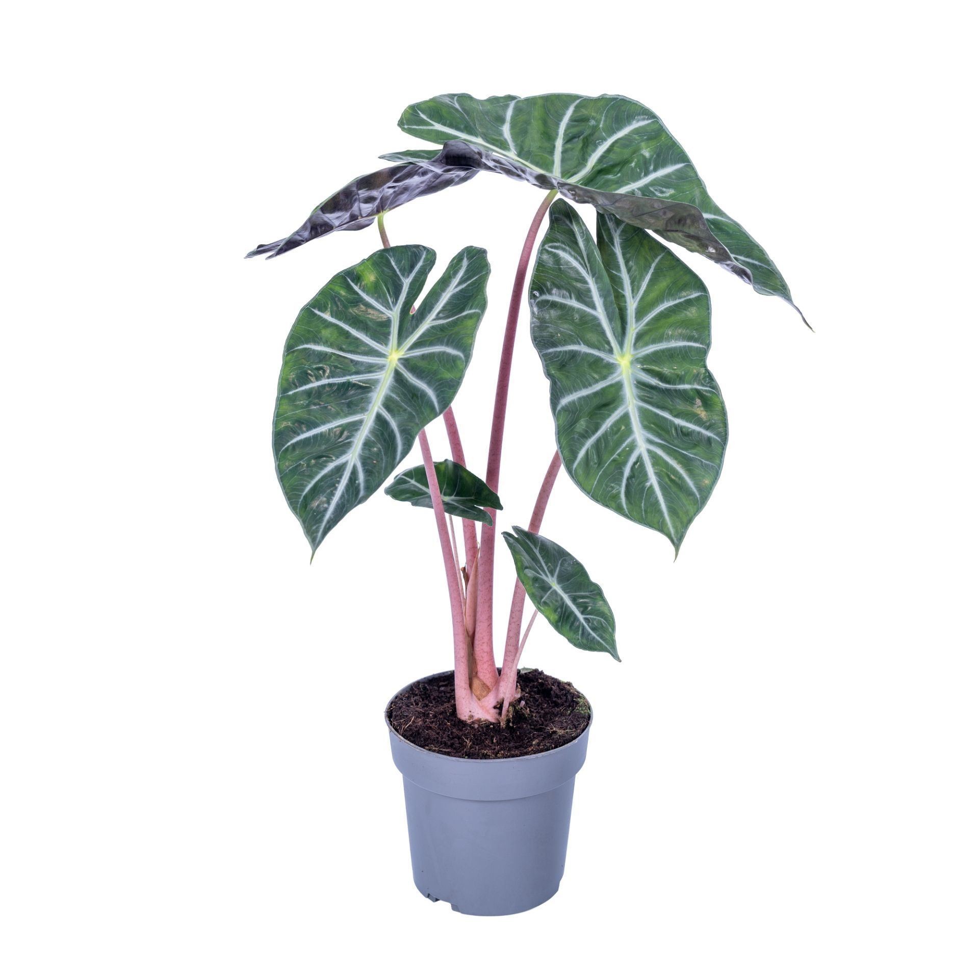 ALOCASIA  M17 PINK DRAGON