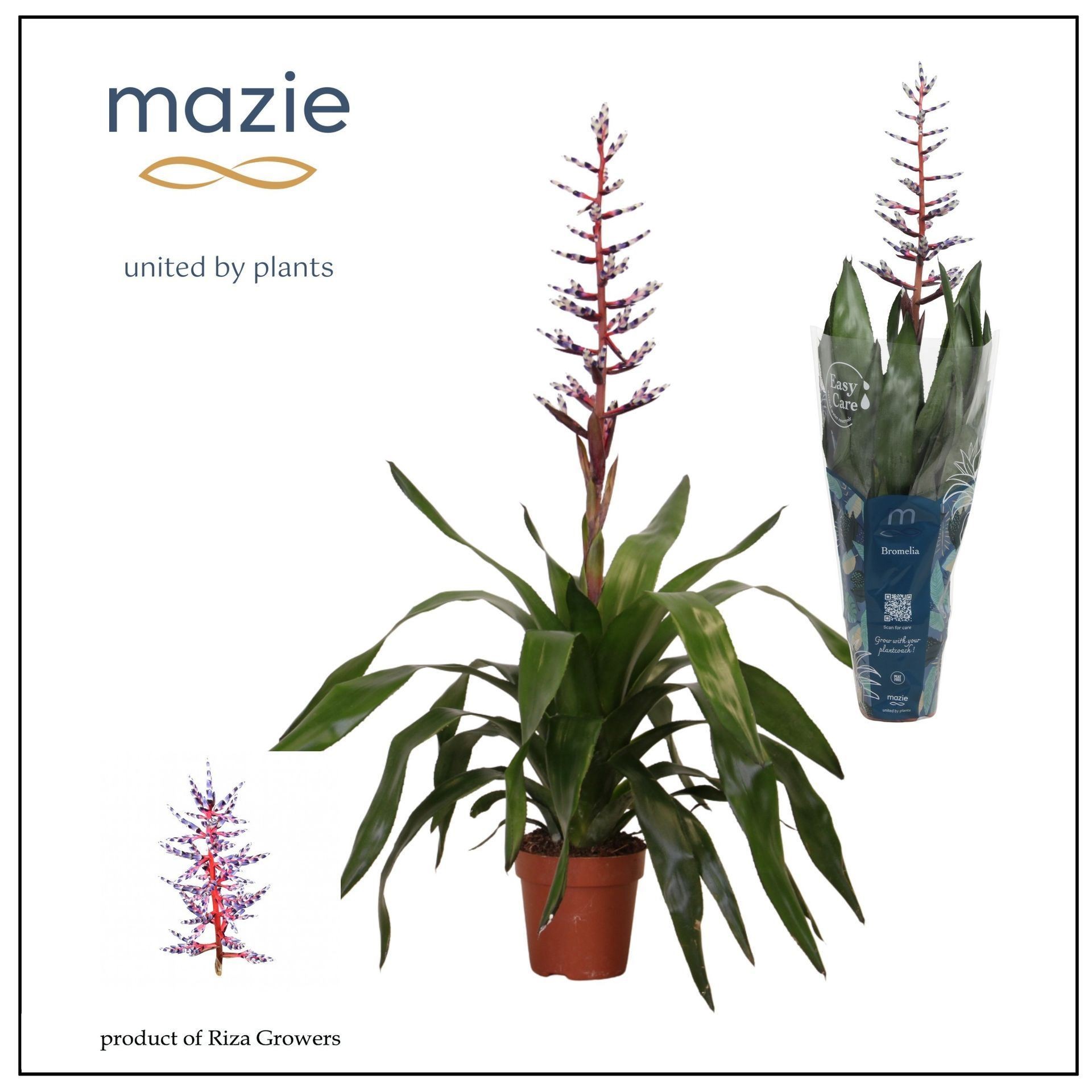 BILBERGIA BLUE RAIN M12 Mazie