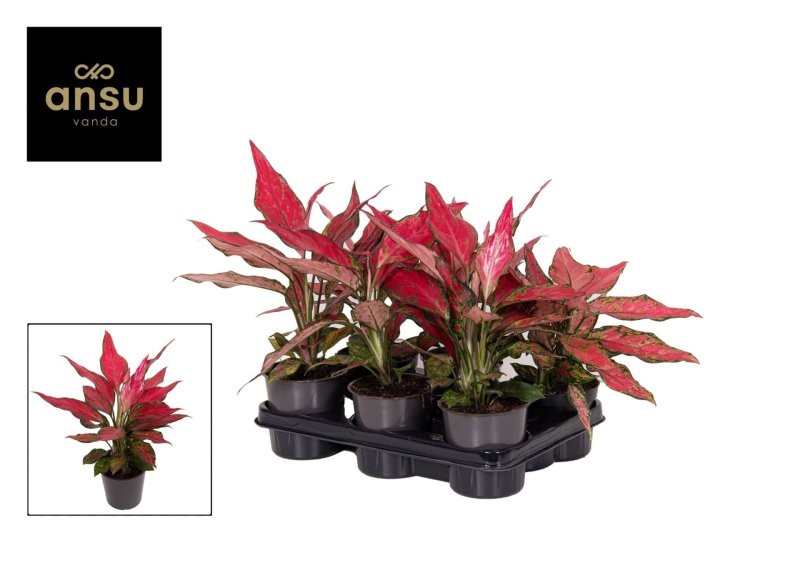 AGLAONEMA  M12 CHERRY BABY