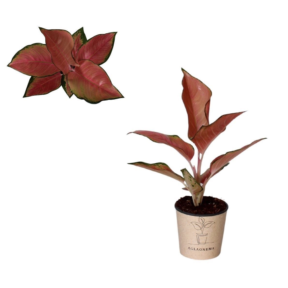 AGLAONEMA  M12 CHINA RED