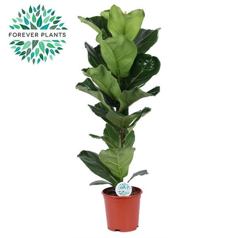 FICUS LYRATA  M21-100cm.