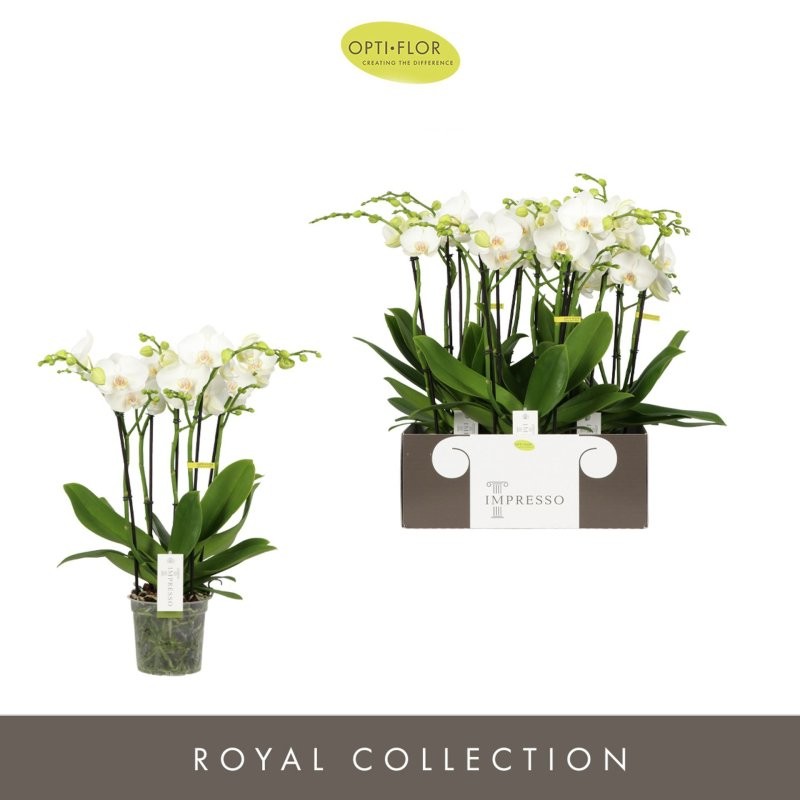 PHALAENOPSIS 4 vares  M15- 60cm. IMPRESSO MATHI