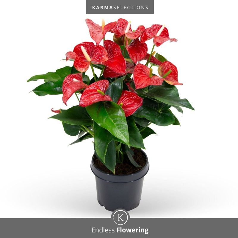 ANTHURIUM  M21 KARMA RED