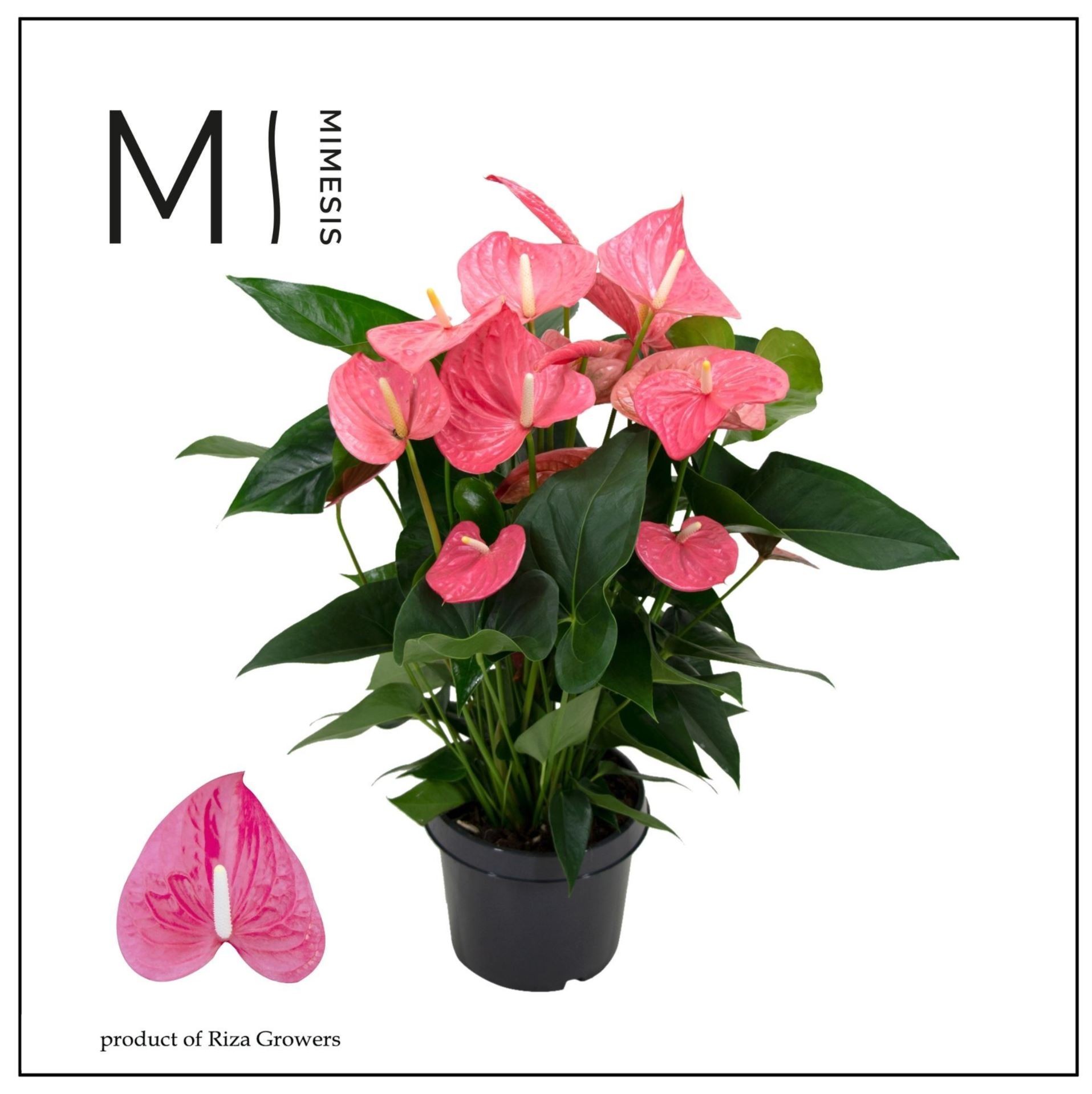 ANTHURIUM  M21 MAINE