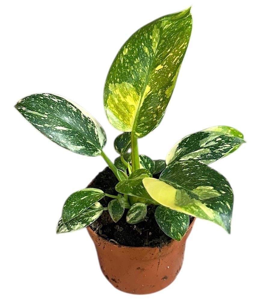 PHILODENDRON  M10.5 GREEN CONGO