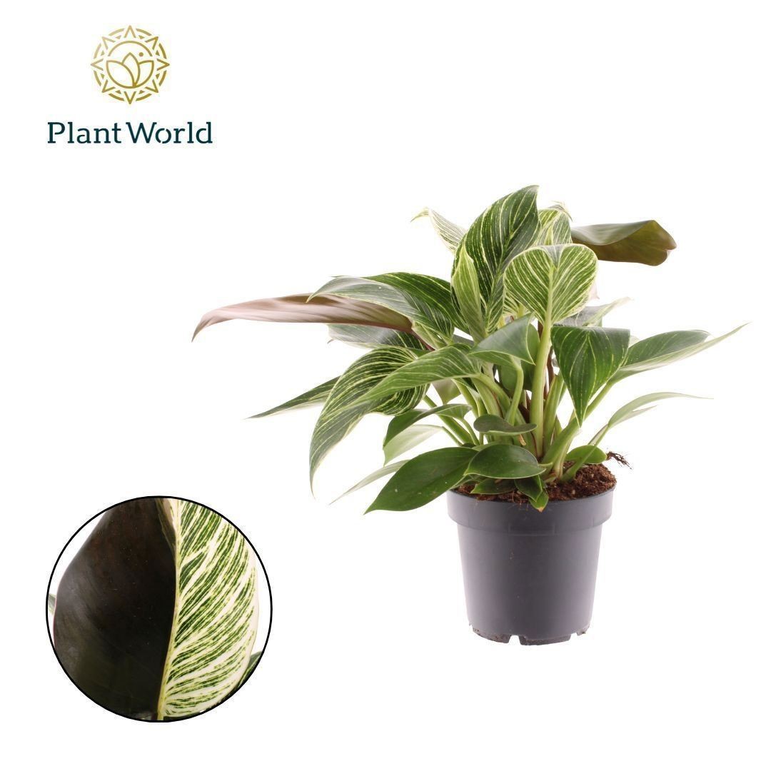 PHILODENDRON  M12 MAXIMUS