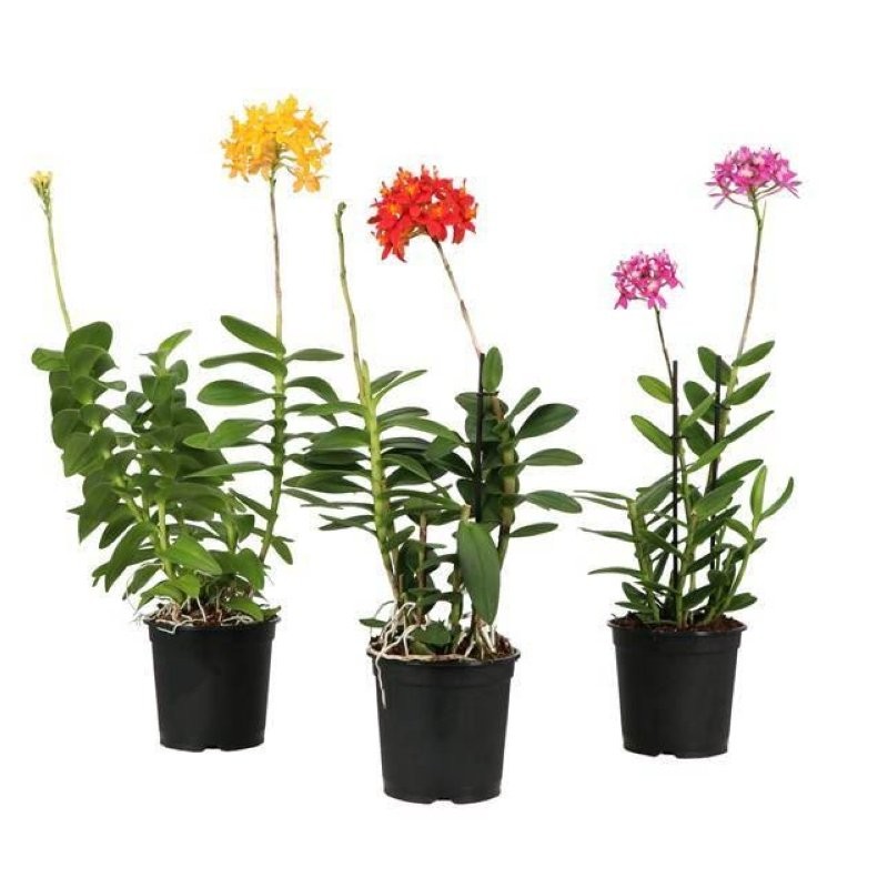 EPIDENDRUM M12 1 tijes orquidia