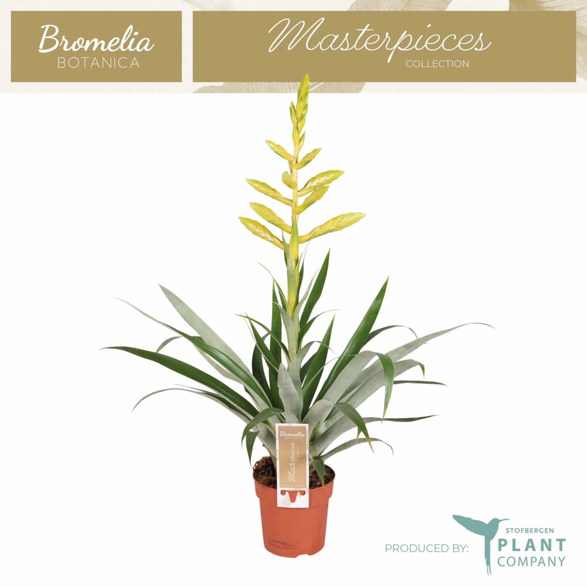 TILLANDSIA OERSTEDIANA M12 H55