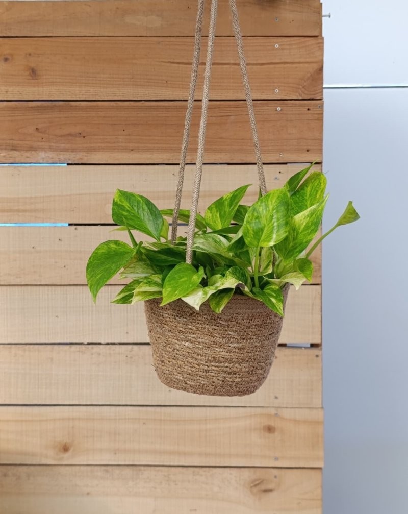 PENJ TEST CORDA YUTE NATURAL D12xH12cm 