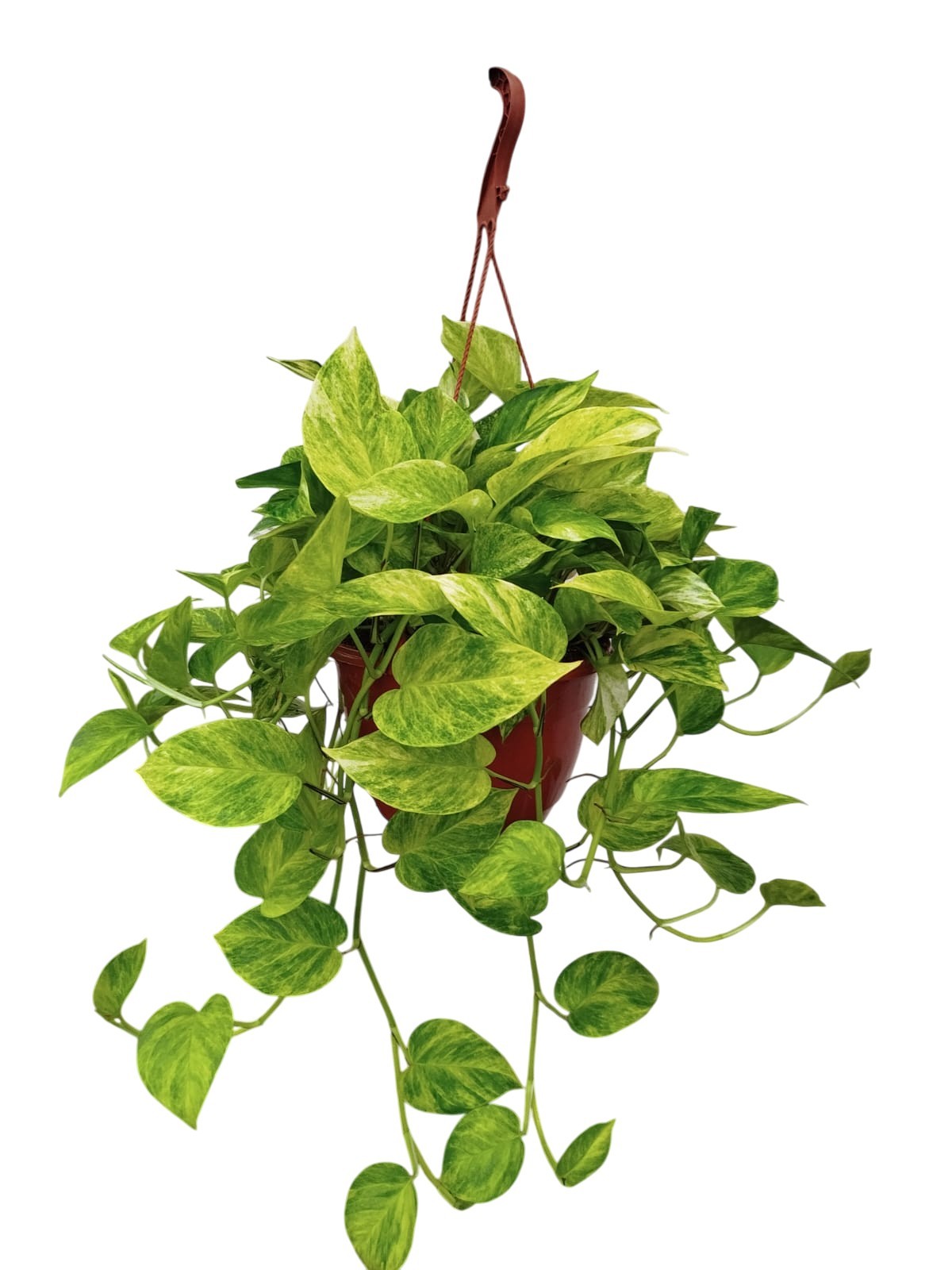 POTHOS  HICOLOR M25 PENJAR