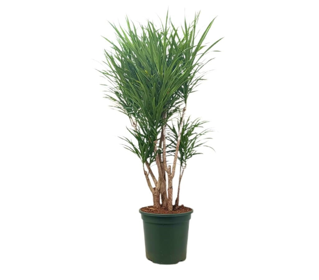 DRACAENA ANITA M27  RAMIFICADA