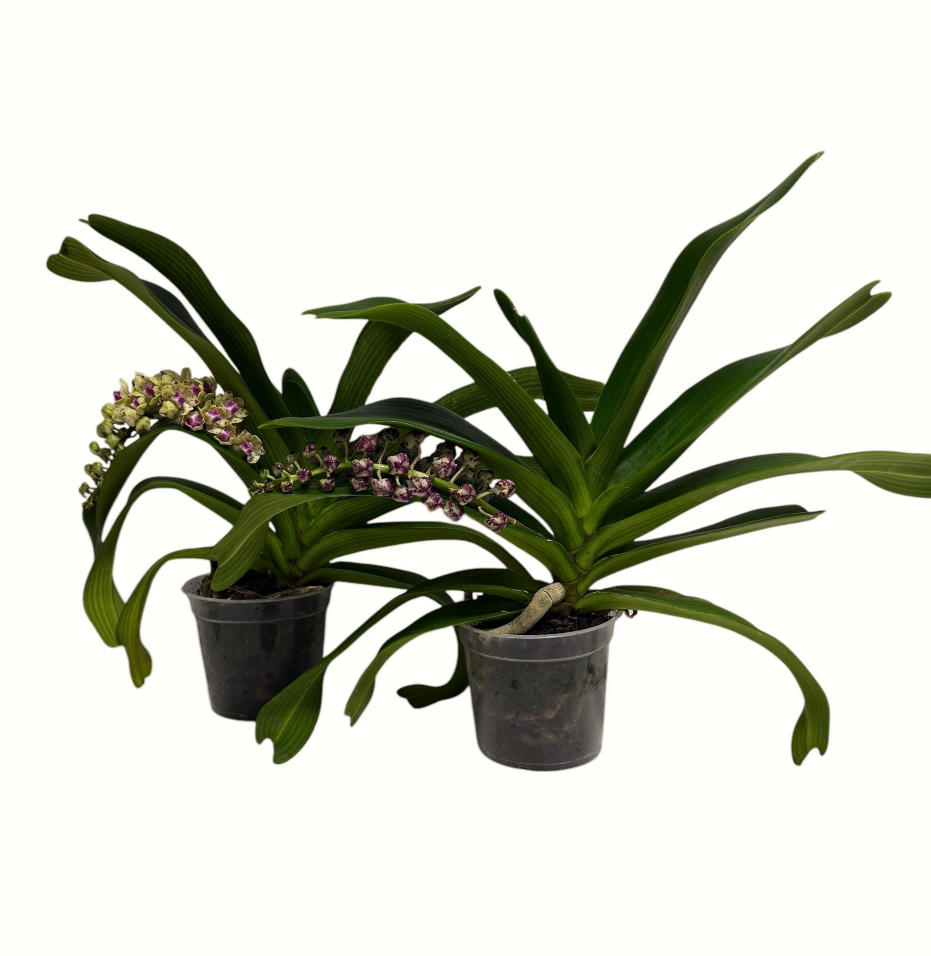 DENDROBIUM  M15-50cm. Rhynchostylis 1 vara