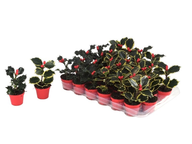 ILEX  MINI  M 6 MIX sense bossa