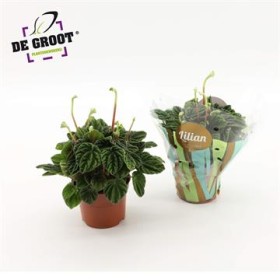 PEPEROMIA LILIAN  M12
