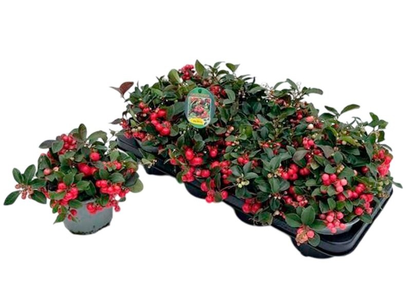 GAULTHERIA PROCUMBENS  M13 BIG BERRY