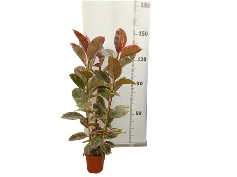 FICUS BELICE  M22 120cm 3 Cañas