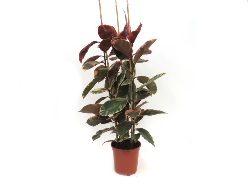 FICUS BELICE  M27 150cm  3 Cañas