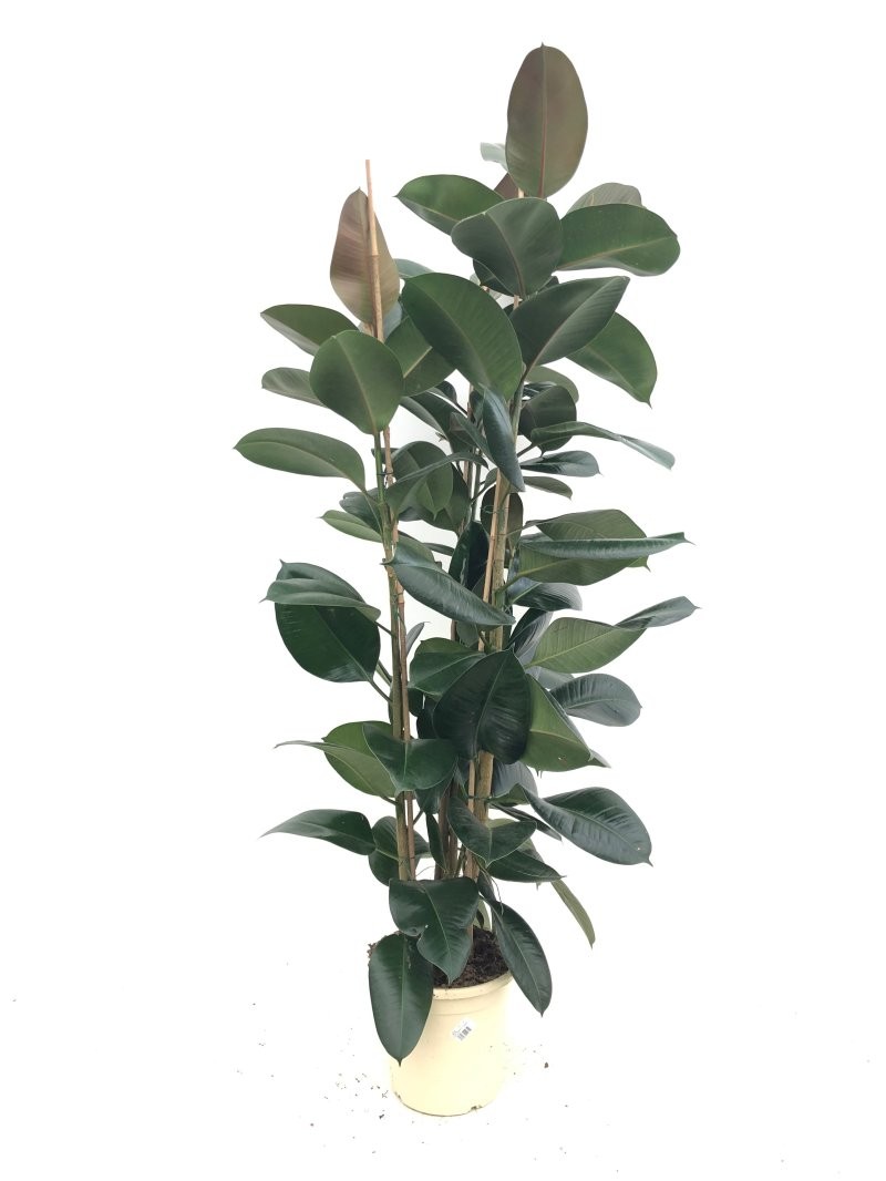 FICUS ROBUSTA, 3 plantes M25-150cm.
