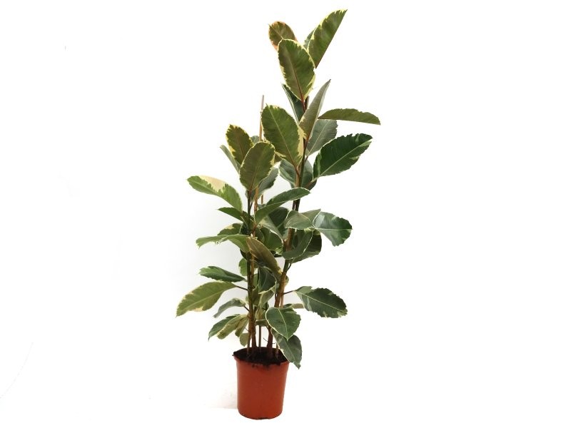 FICUS TINEKE  M22-120cm 3 cañas