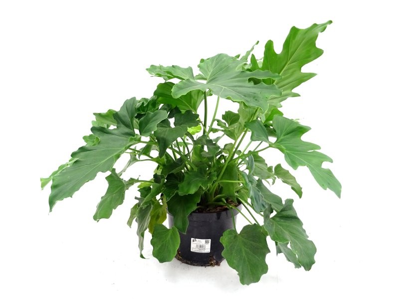 PHILODENDRON SELLOUM 5L