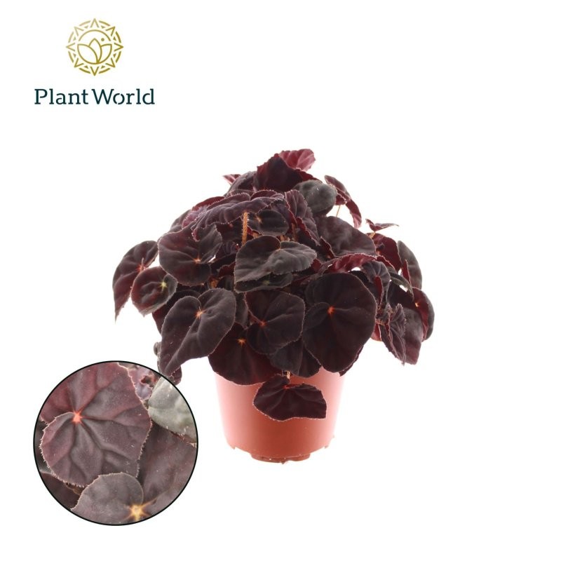 BEGONIA REX  M12  CONGA