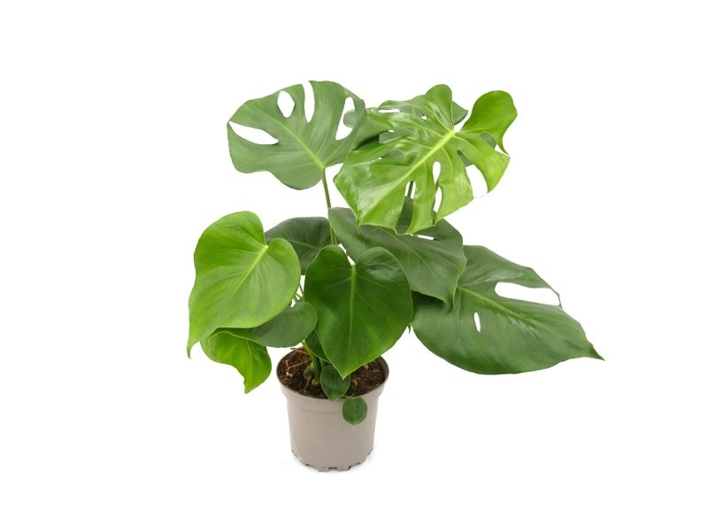 MONSTERA DELICIOSA M17