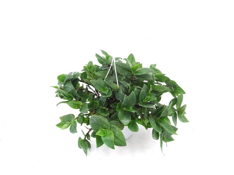 TRADESCANTIA BLUSHING BRIDE T17