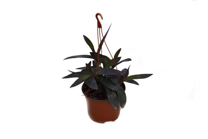 TRADESCANTIA PURPUREA T17