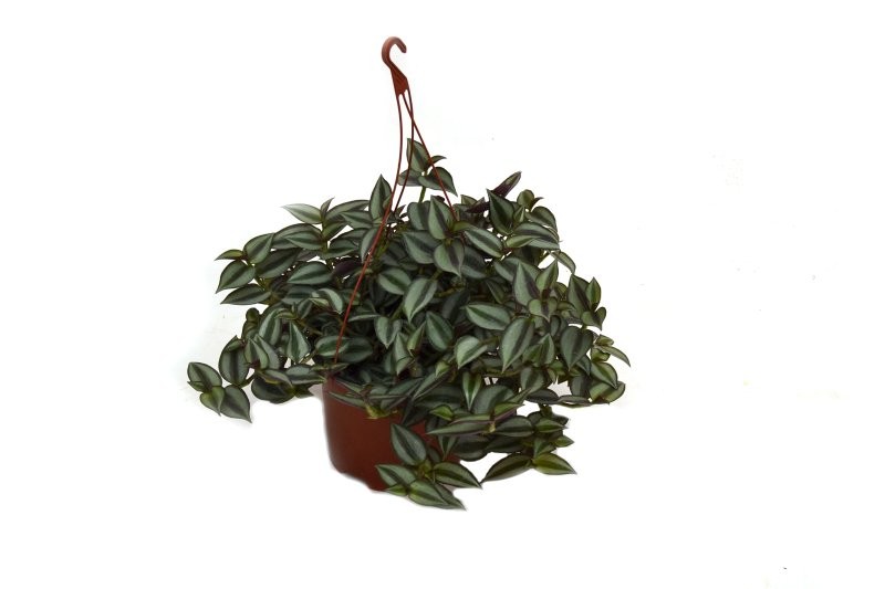 TRADESCANTIA ZEBRINA T17
