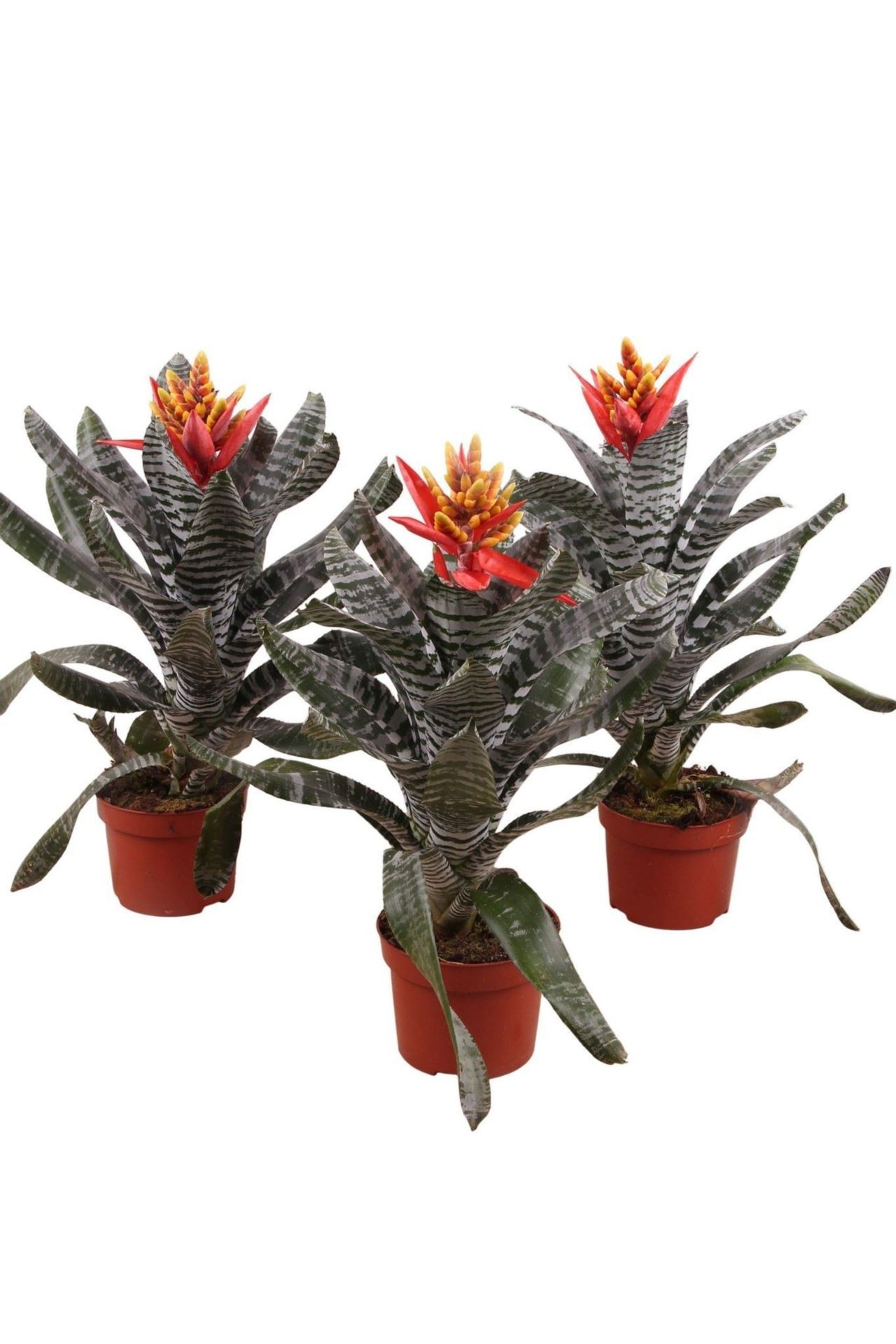 AECHMEA CHANTINII REBECCA M12 H50