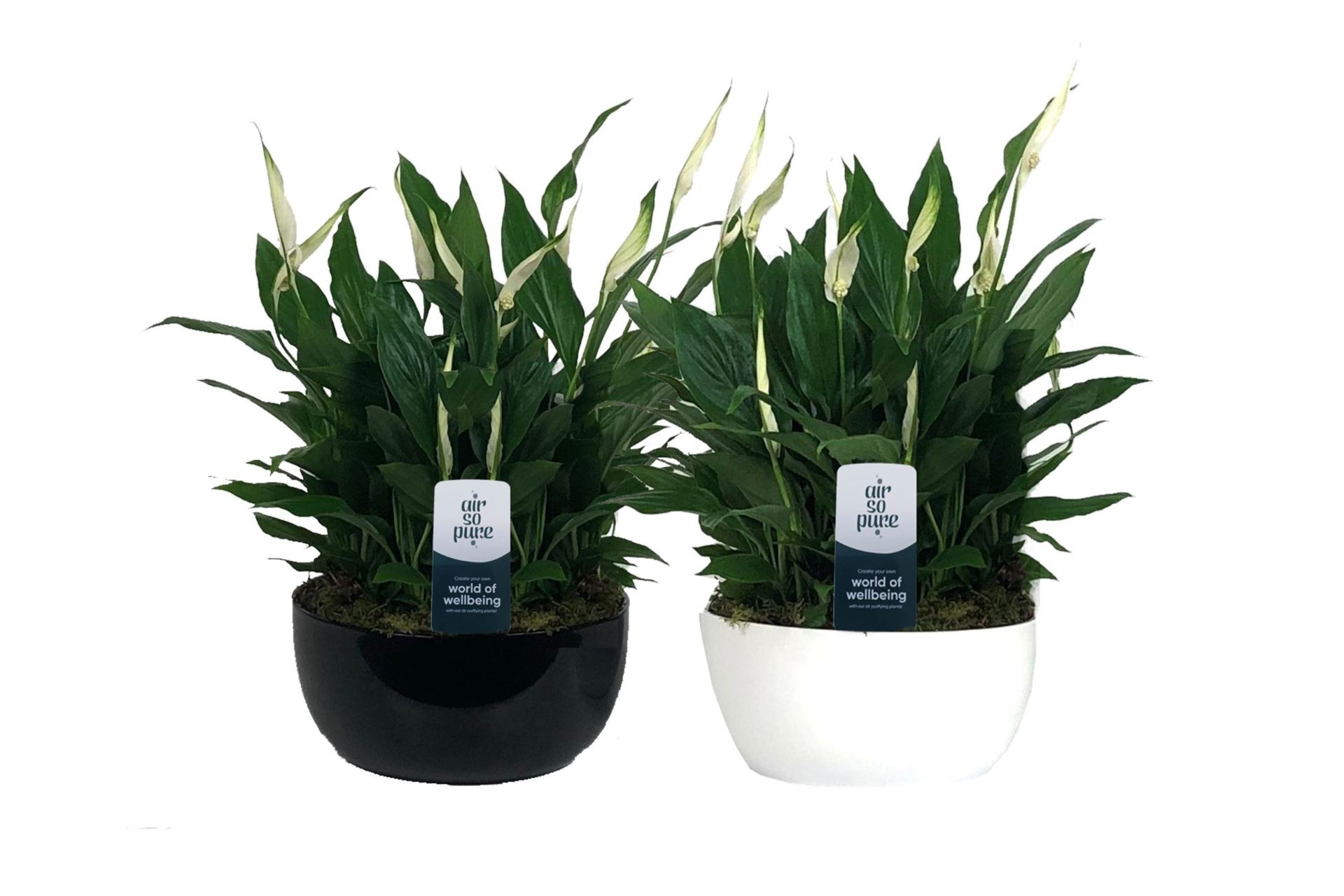 SPATHIPHYLLUM CHOPIN TARRINA M20 CERAMICA