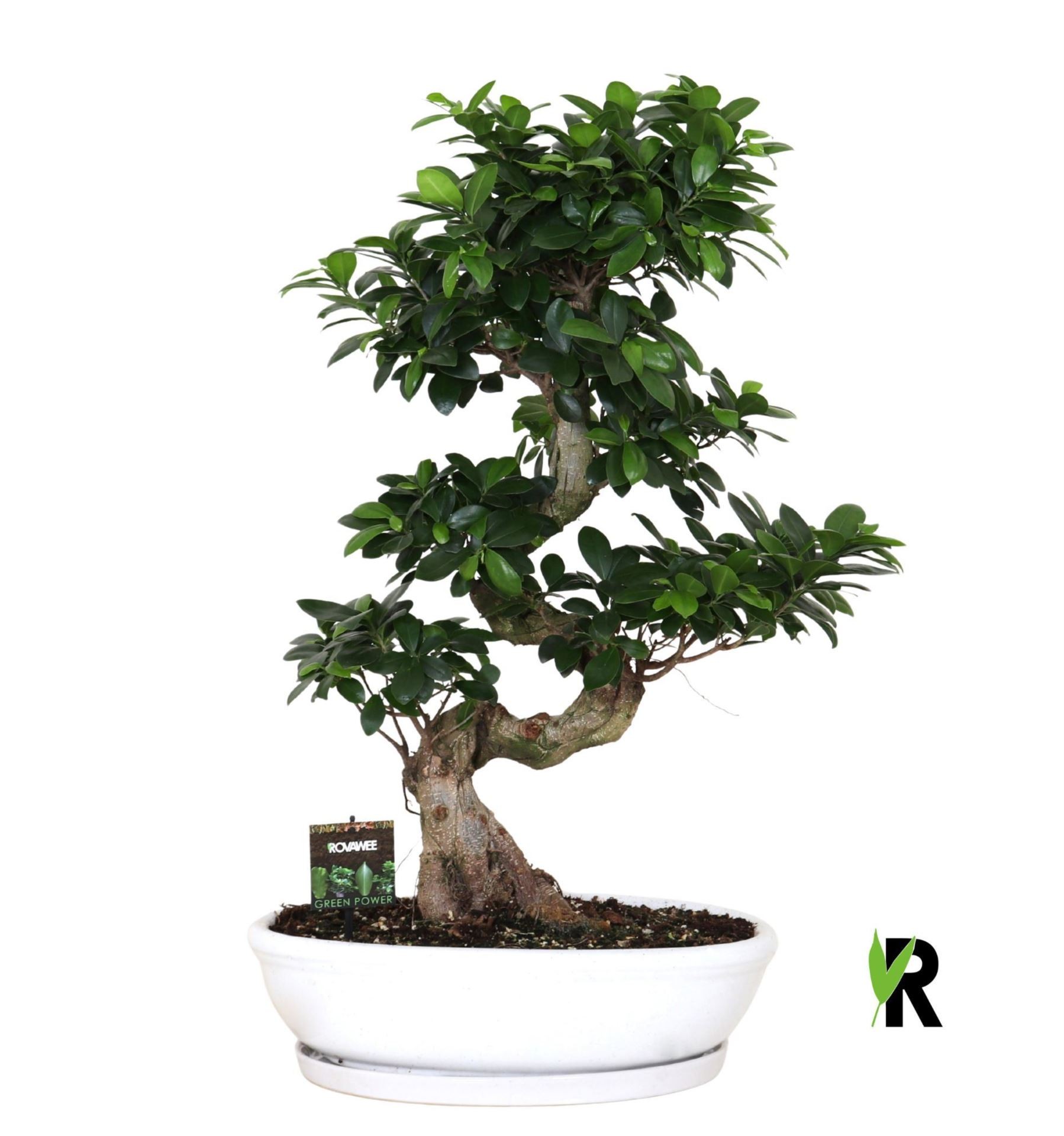 FICUS GINGEIN S-type M35 H70 CERAMICA+PLAT