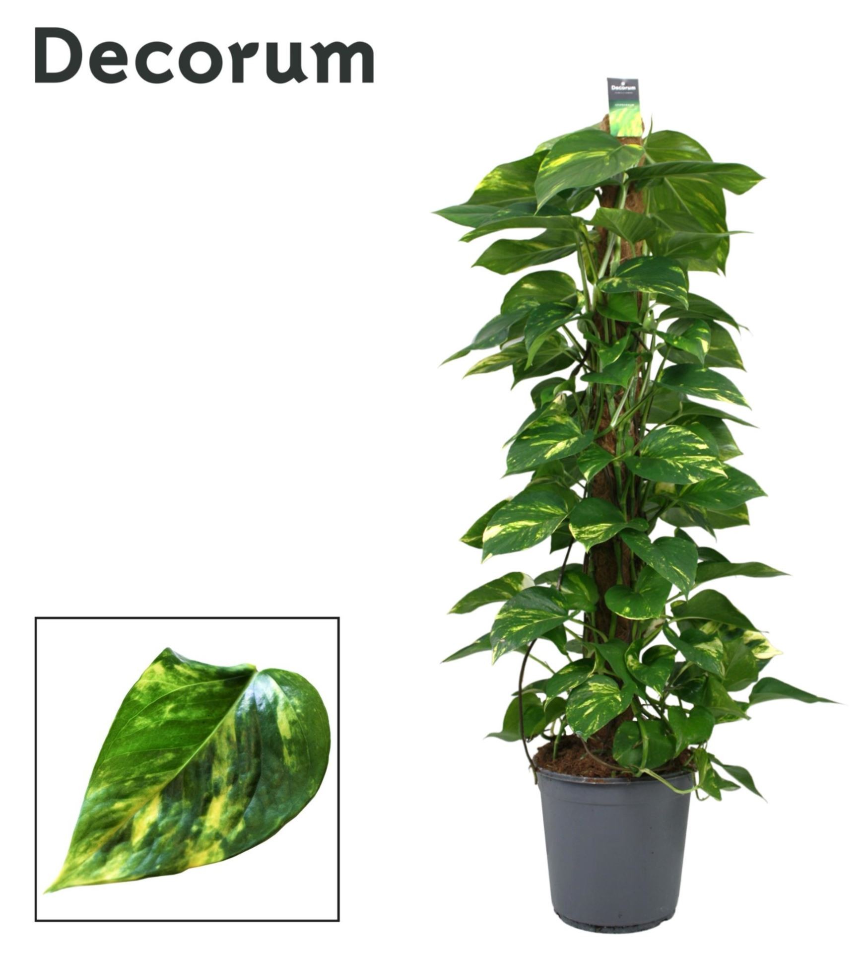 POTHOS  TUTOR M24-125cm. Empalmaple