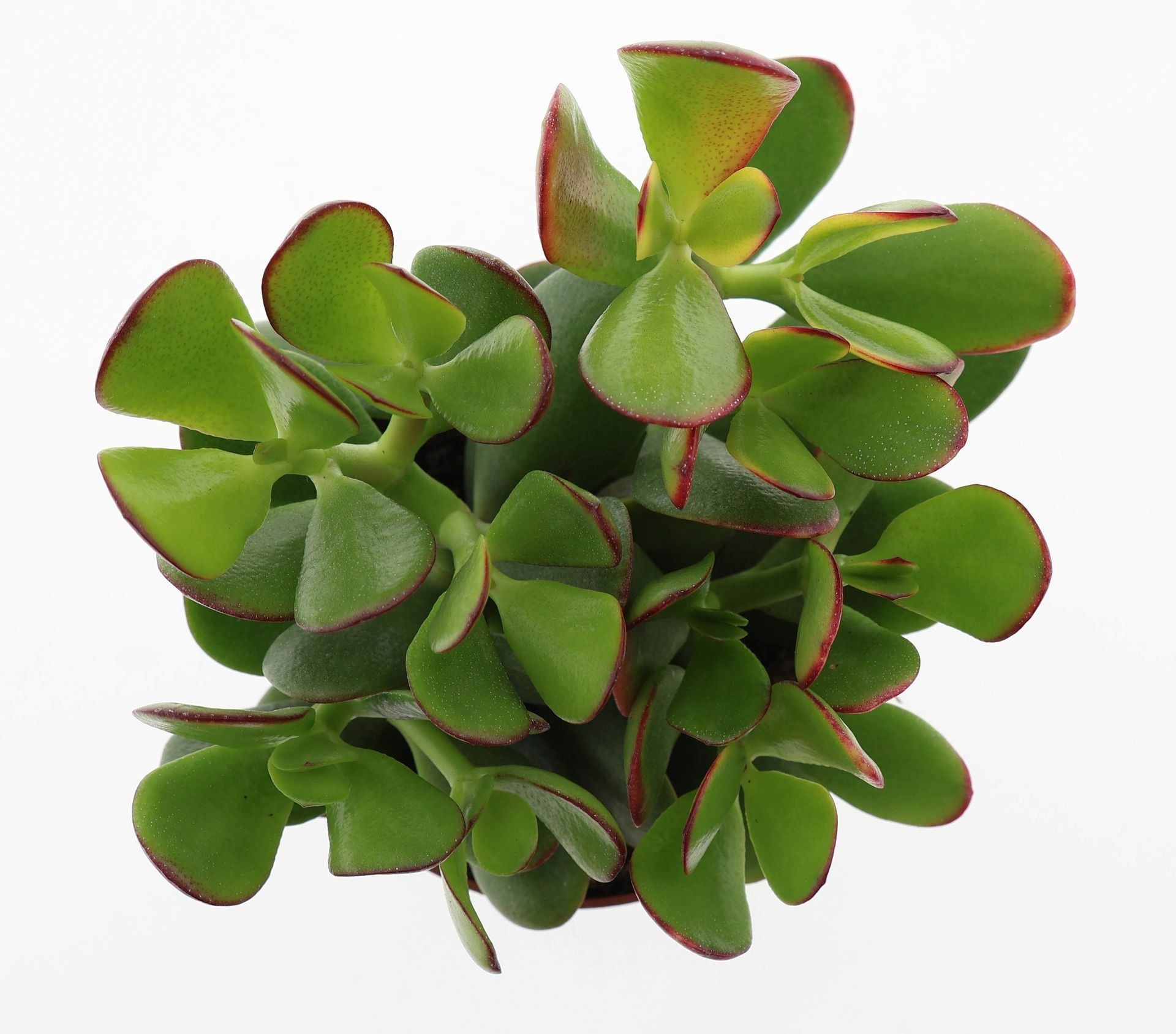 CRASSULA OVATA  SUNSET M12