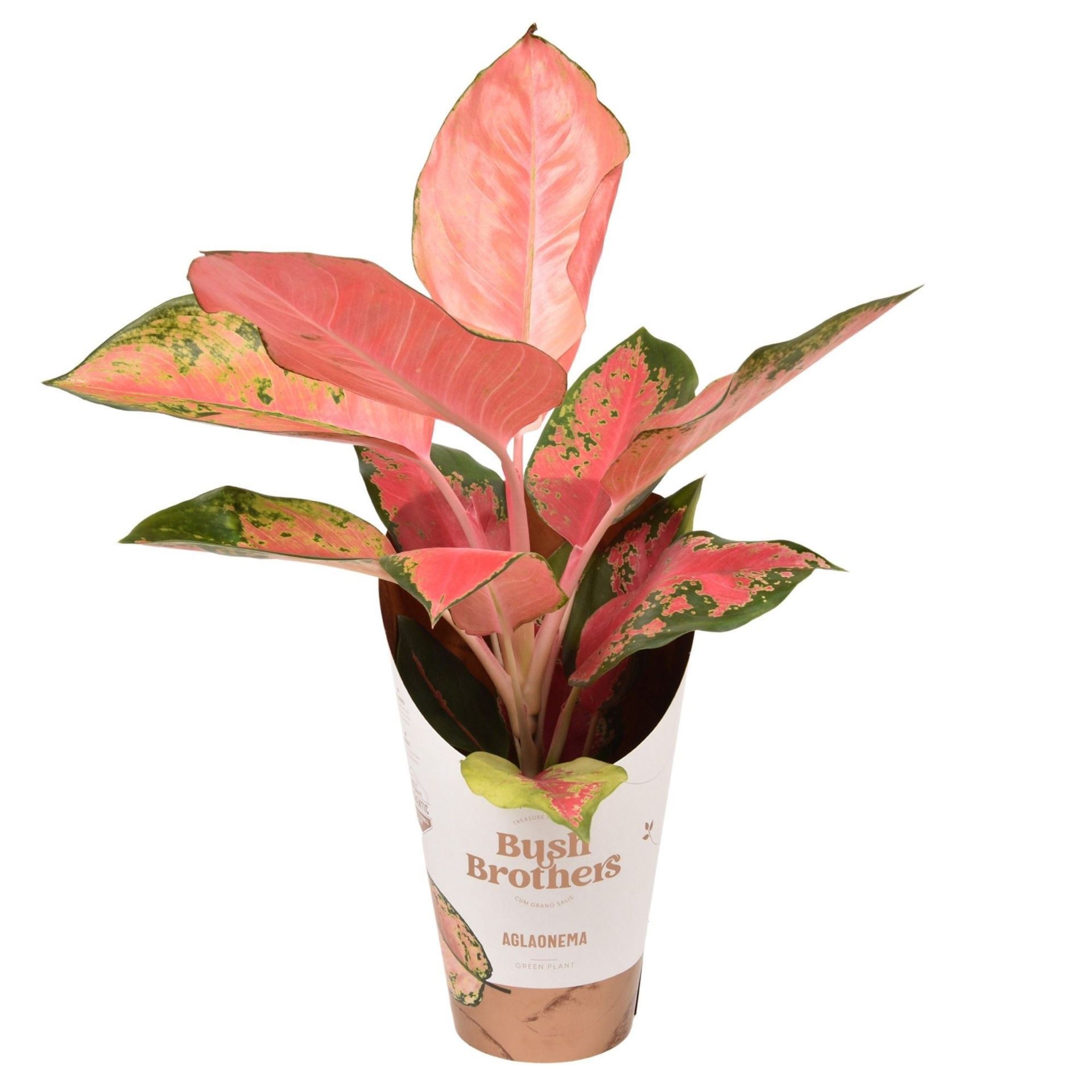 AGLAONEMA  M12 ORANGE STAR