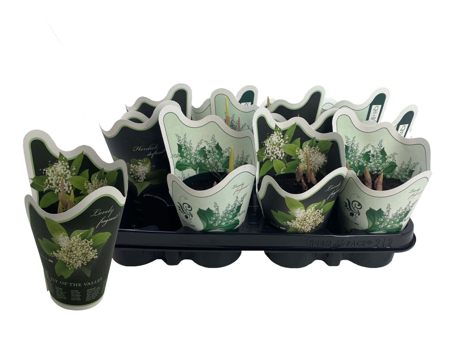 CONVALLARIA  M 9  Muguet