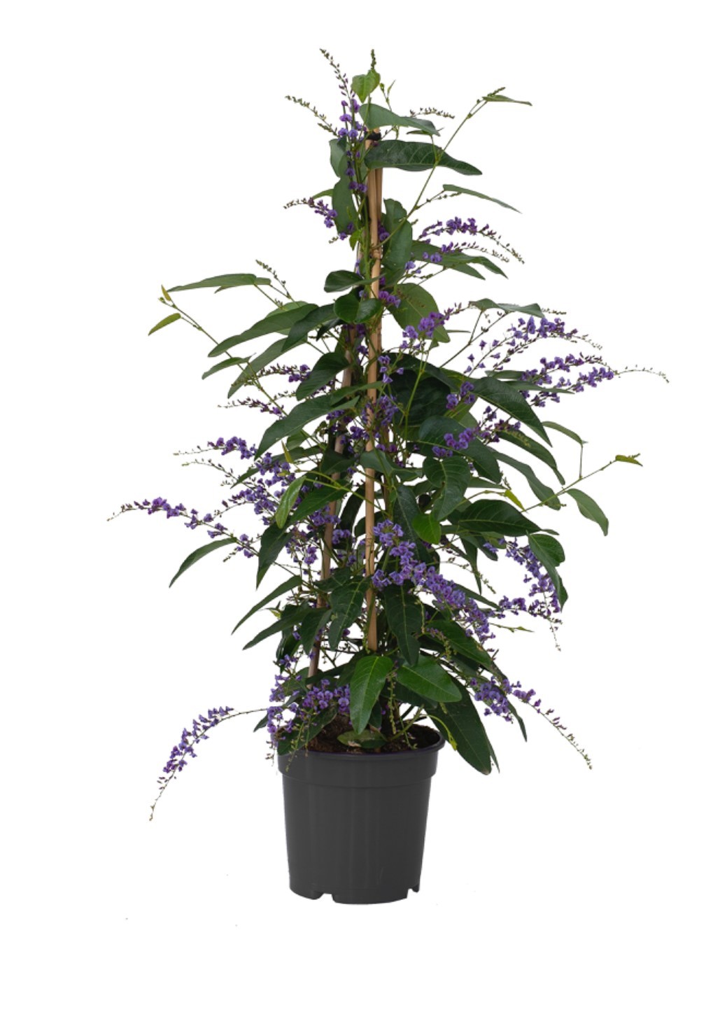 HARDENBERGIA M17- 70cm. PIRAMIDE
