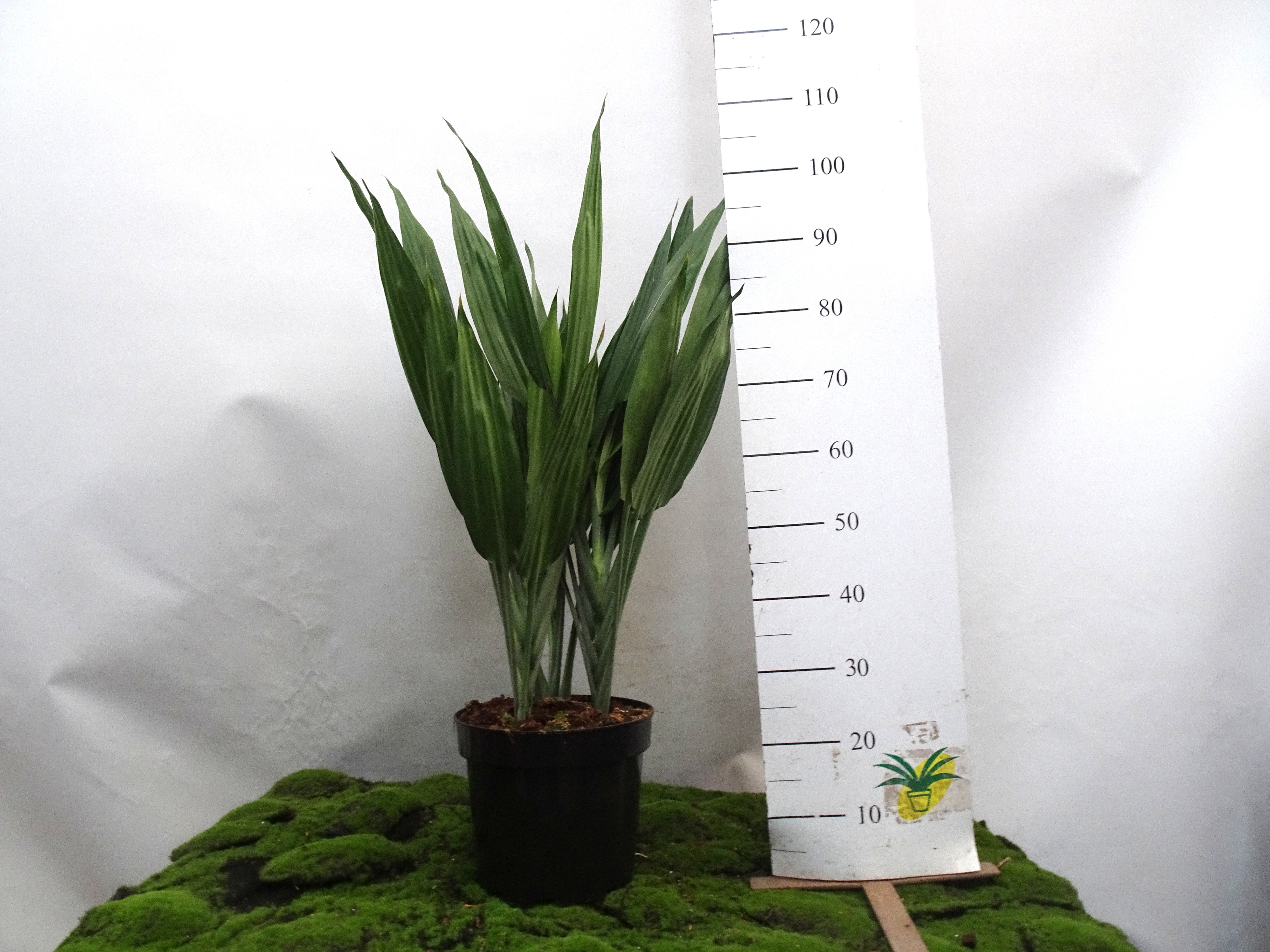 DRACAENA THALOIDES M20  3pp