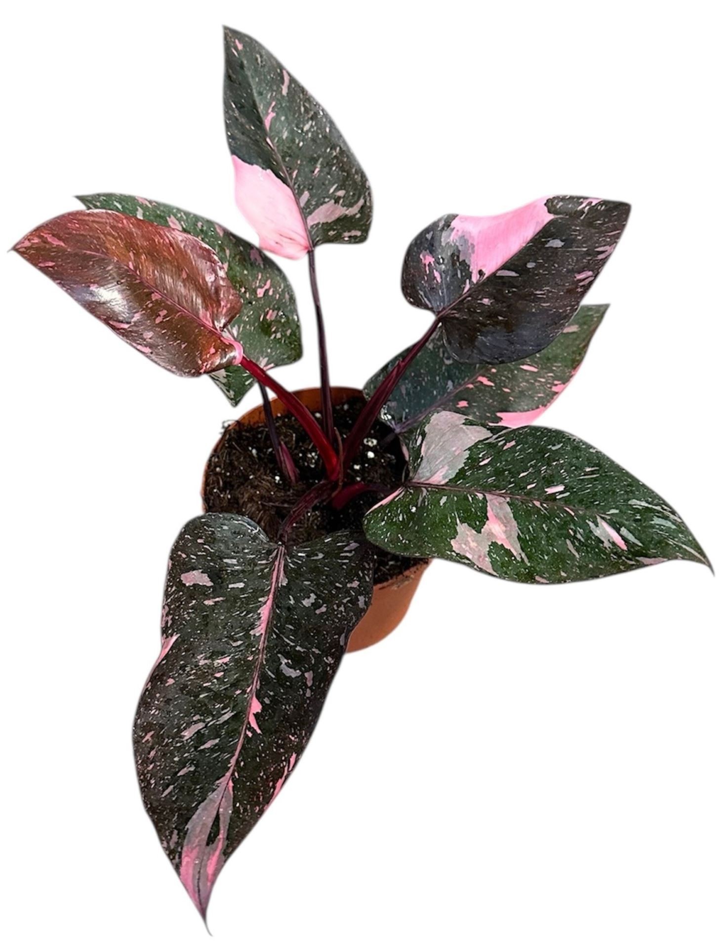 PHILODENDRON  M14 PINK PRINCESS MARBLE
