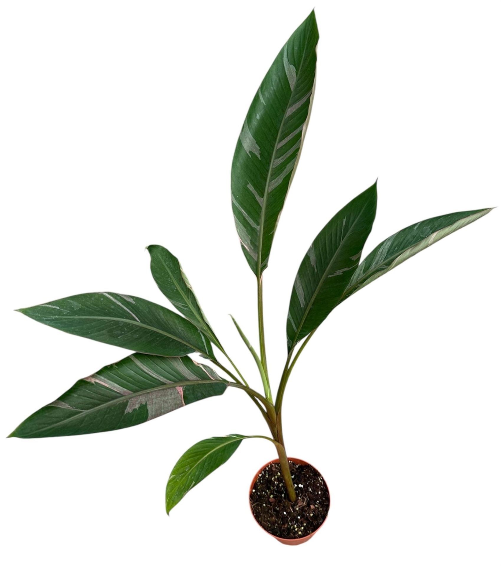 MUSA  M17 H40 NONO Variegata