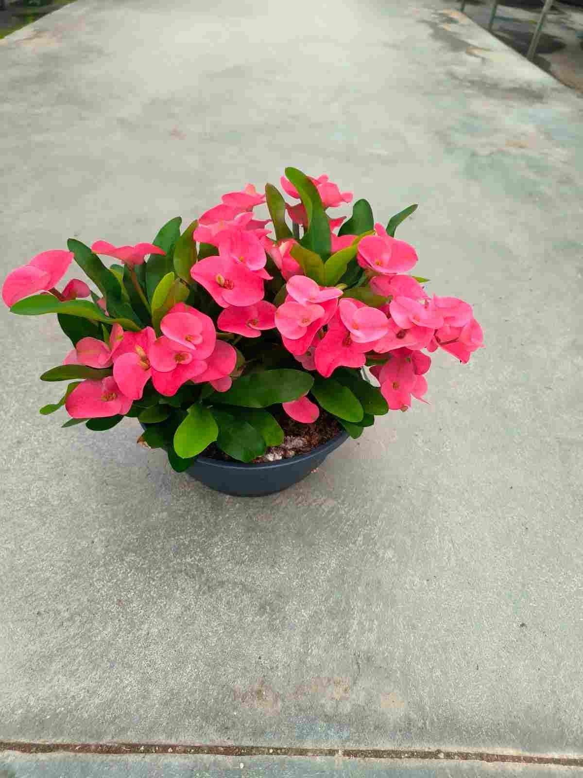 EUPHORBIA MILLI T20 Queen Charlotte