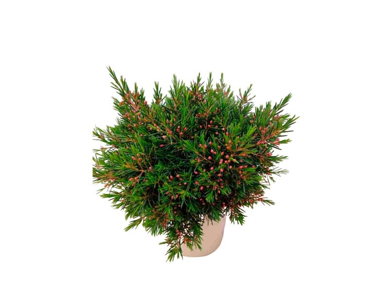 CHAMAELAUCIUM M14 - FLOR DE CERA